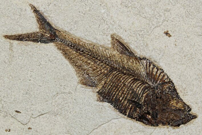Detailed Fossil Fish (Diplomystus) - Wyoming #349242